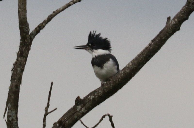 Belted Kingfisher - ML620357051