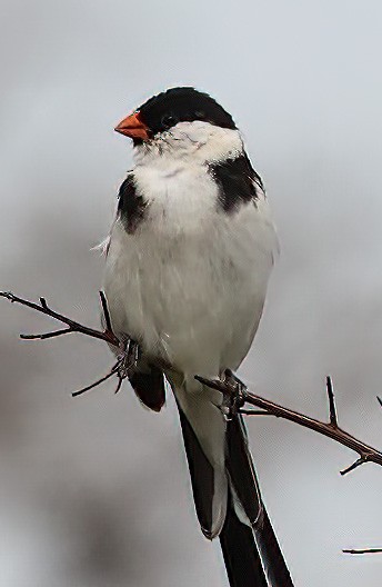 Pin-tailed Whydah - ML620357058