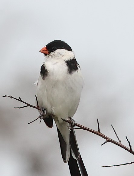 Pin-tailed Whydah - ML620357059