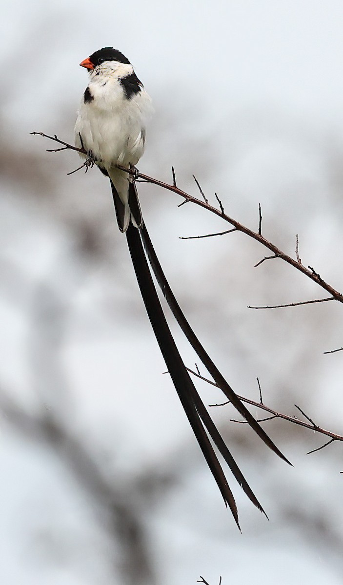 Pin-tailed Whydah - ML620357060