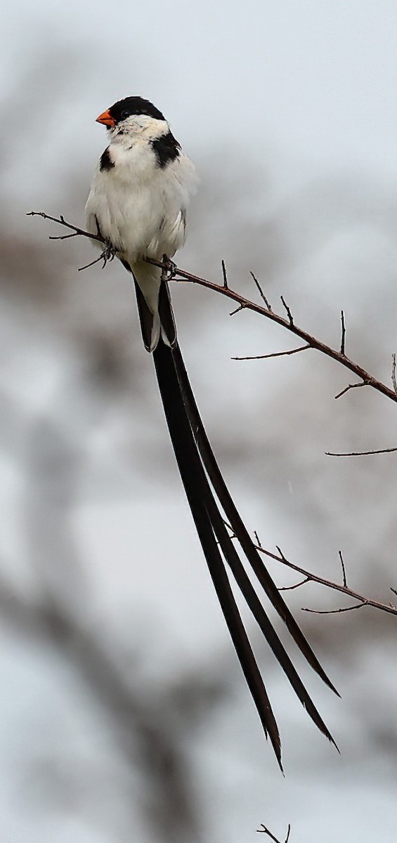 Pin-tailed Whydah - ML620357061