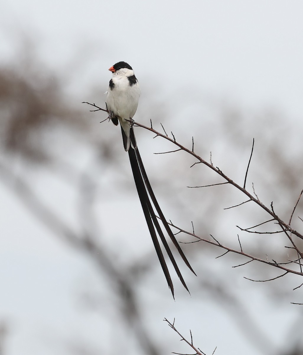 Pin-tailed Whydah - ML620357062