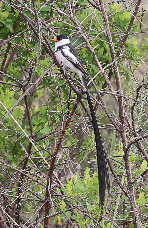 Pin-tailed Whydah - ML620357063