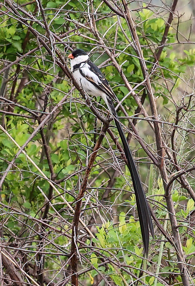 Pin-tailed Whydah - ML620357064