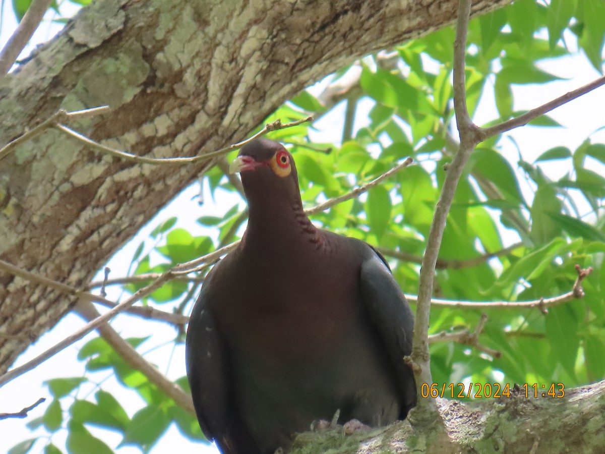 Scaly-naped Pigeon - ML620357071