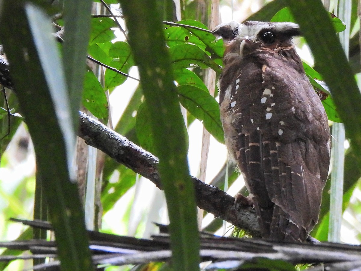 Crested Owl - ML620357075