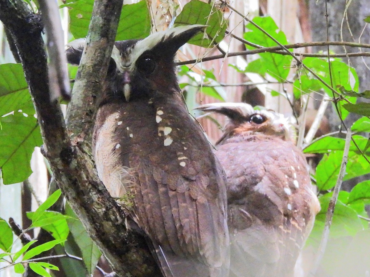 Crested Owl - ML620357076