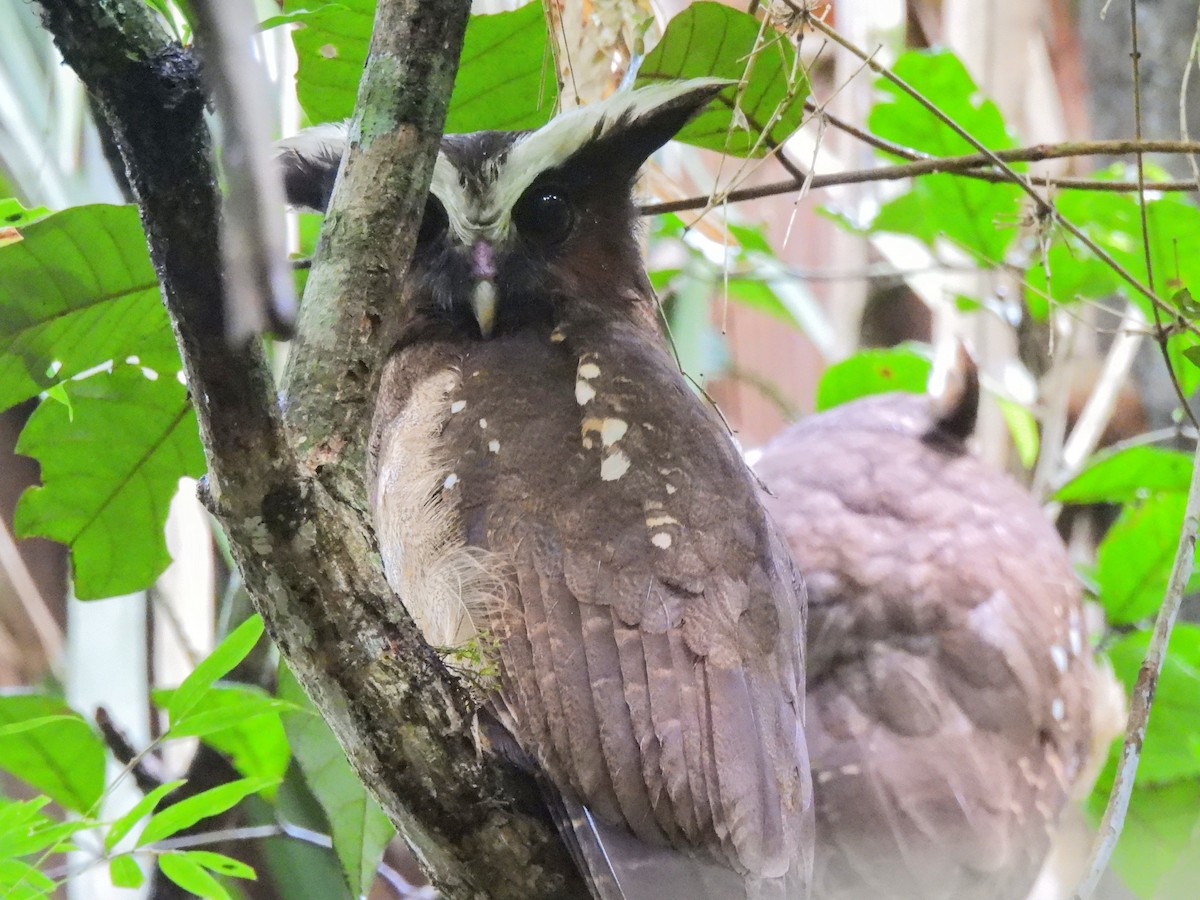 Crested Owl - ML620357077