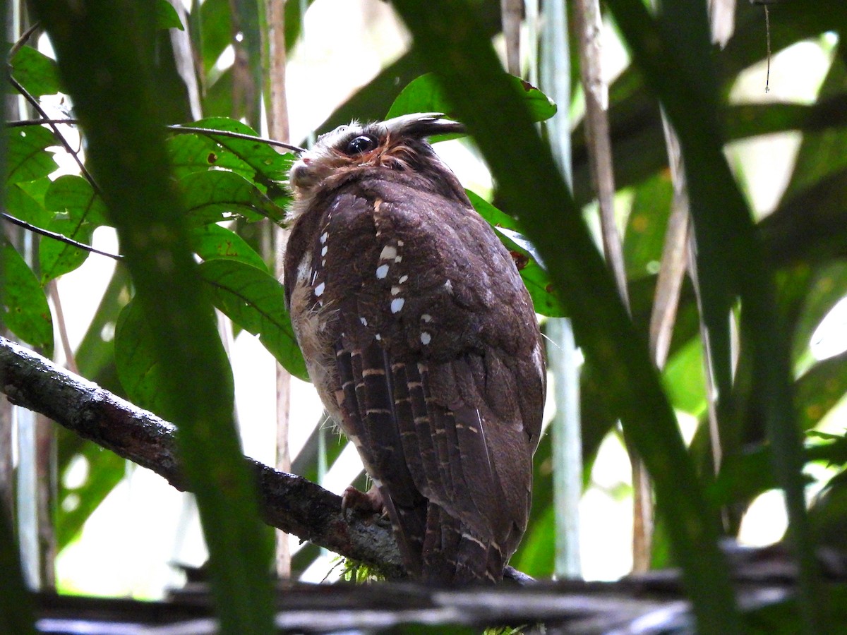 Crested Owl - ML620357078