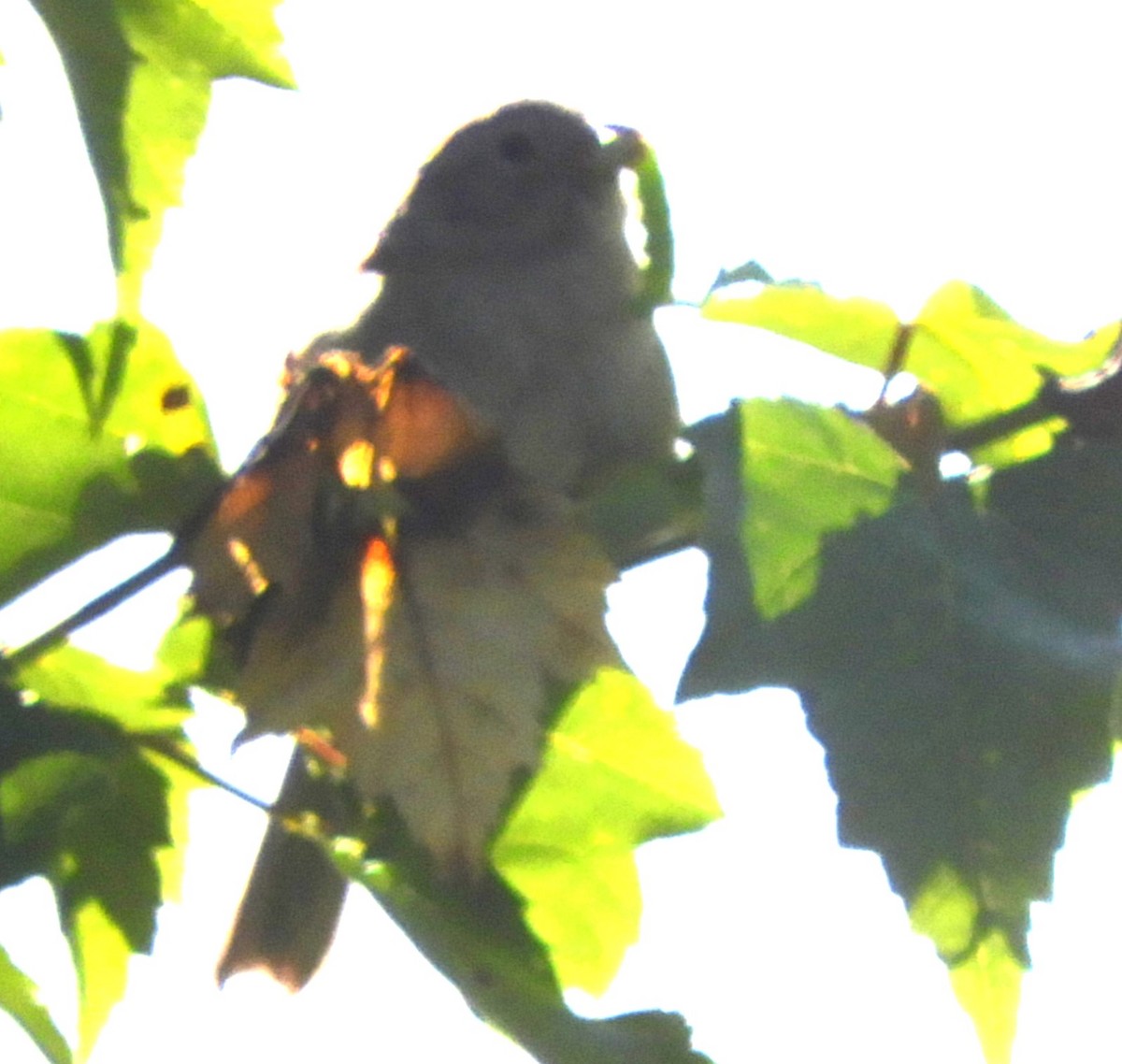Field Sparrow - ML620357081