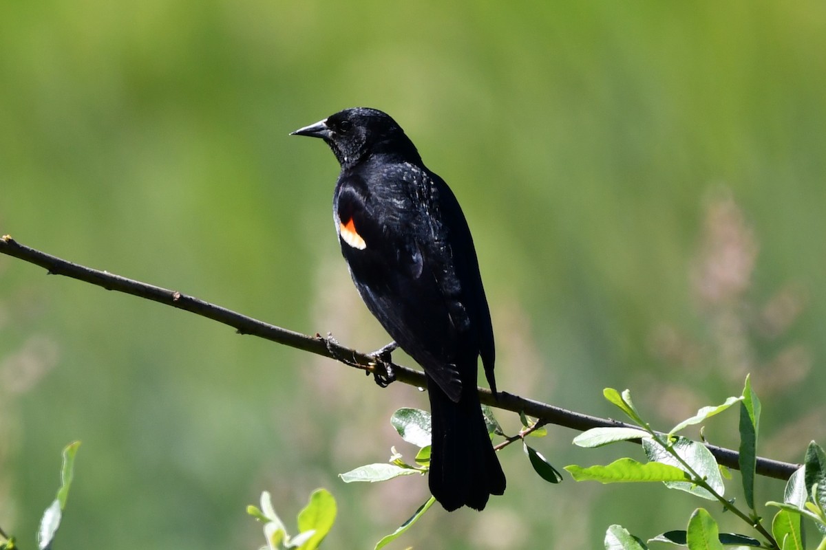 Red-winged Blackbird - ML620357090