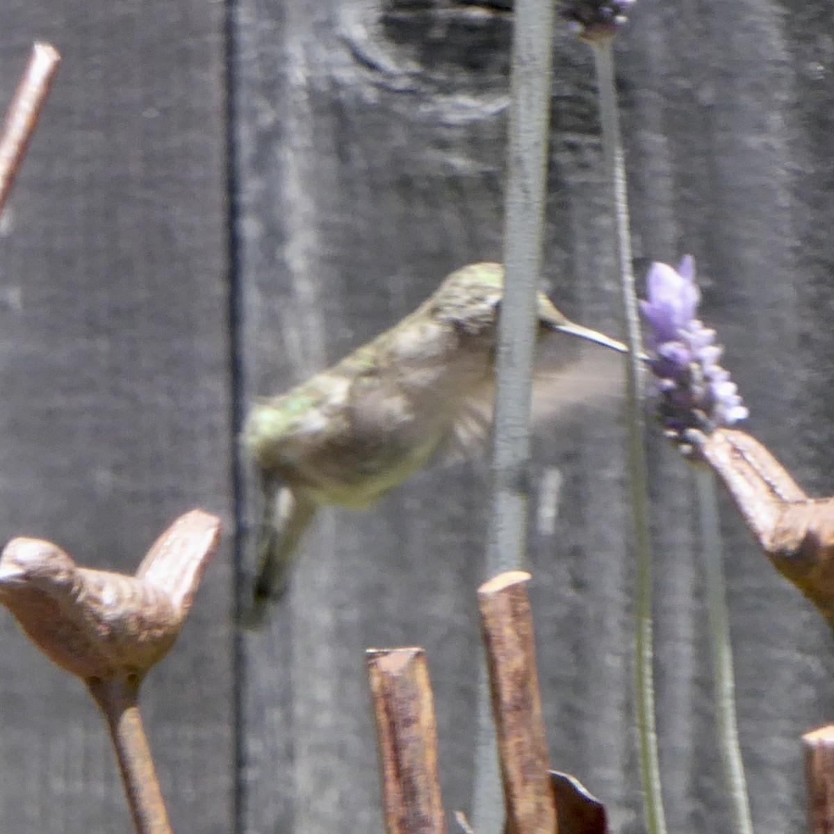 Anna's Hummingbird - ML620357092