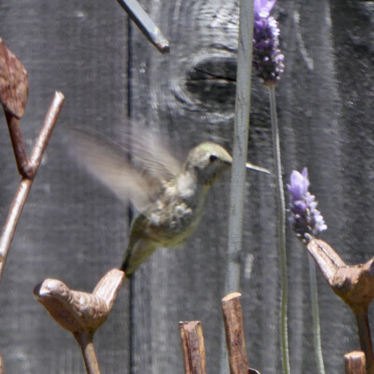 Anna's Hummingbird - ML620357112