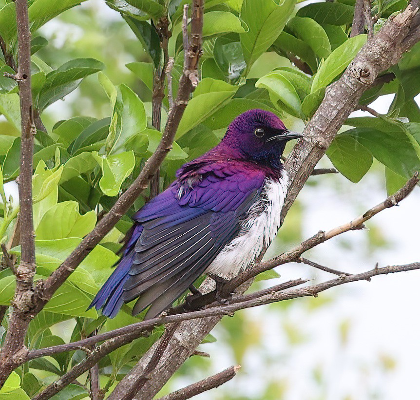 Violet-backed Starling - ML620357117