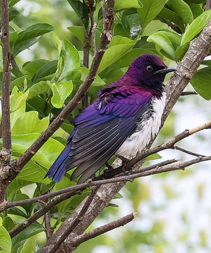 Violet-backed Starling - ML620357118