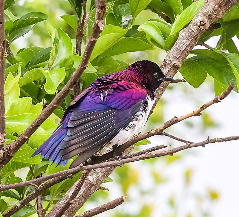 Violet-backed Starling - ML620357119