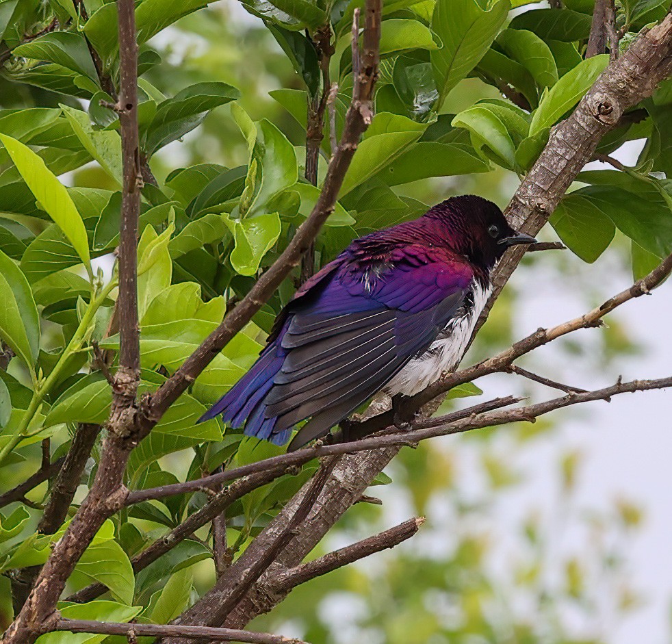 Violet-backed Starling - ML620357120