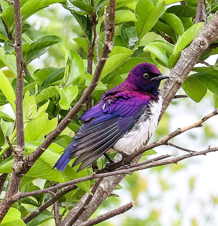 Violet-backed Starling - ML620357121