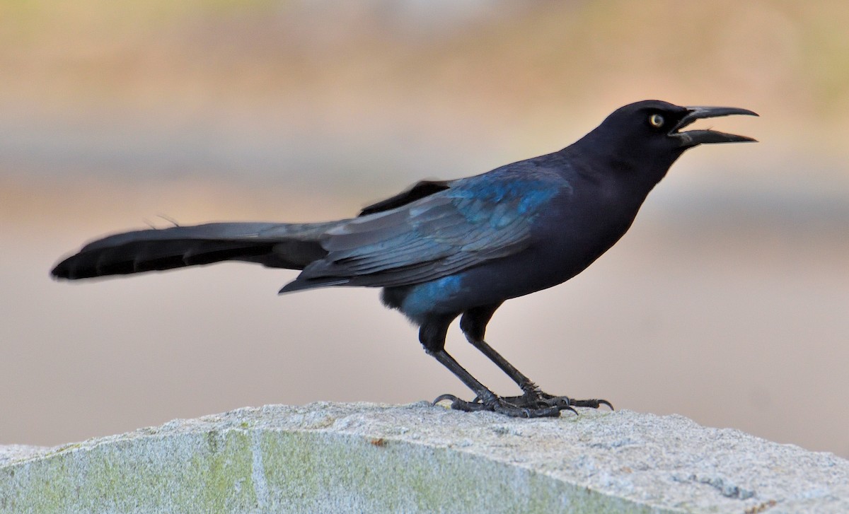 Great-tailed Grackle - ML620357122