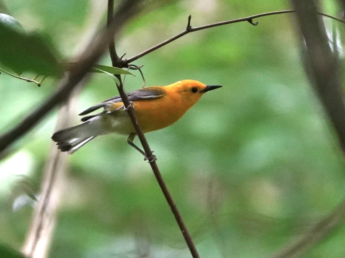 Prothonotary Warbler - ML620357124