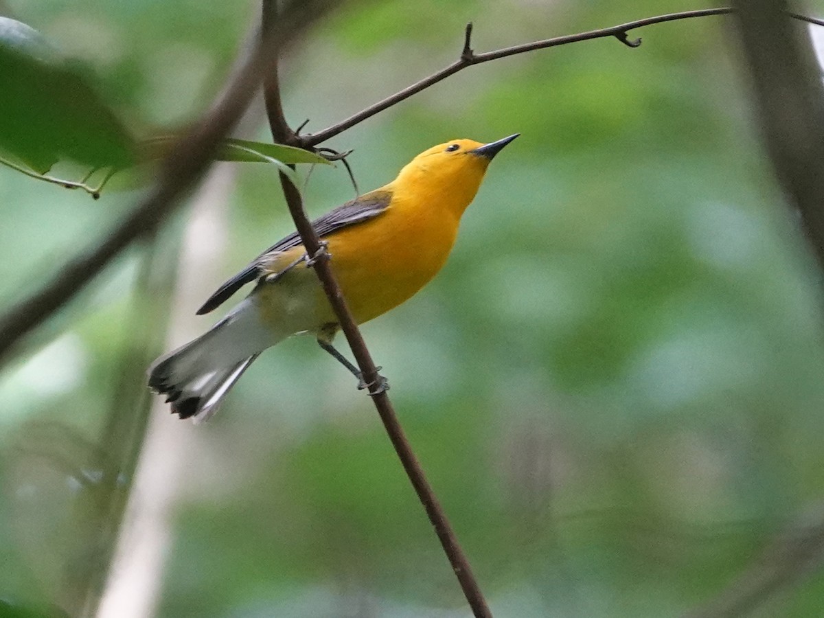 Prothonotary Warbler - ML620357125