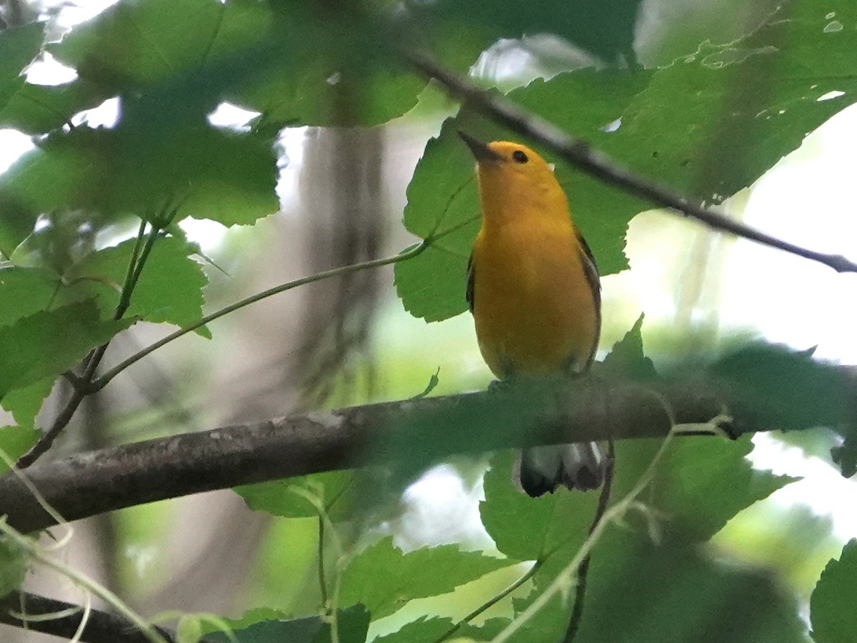 Prothonotary Warbler - ML620357126