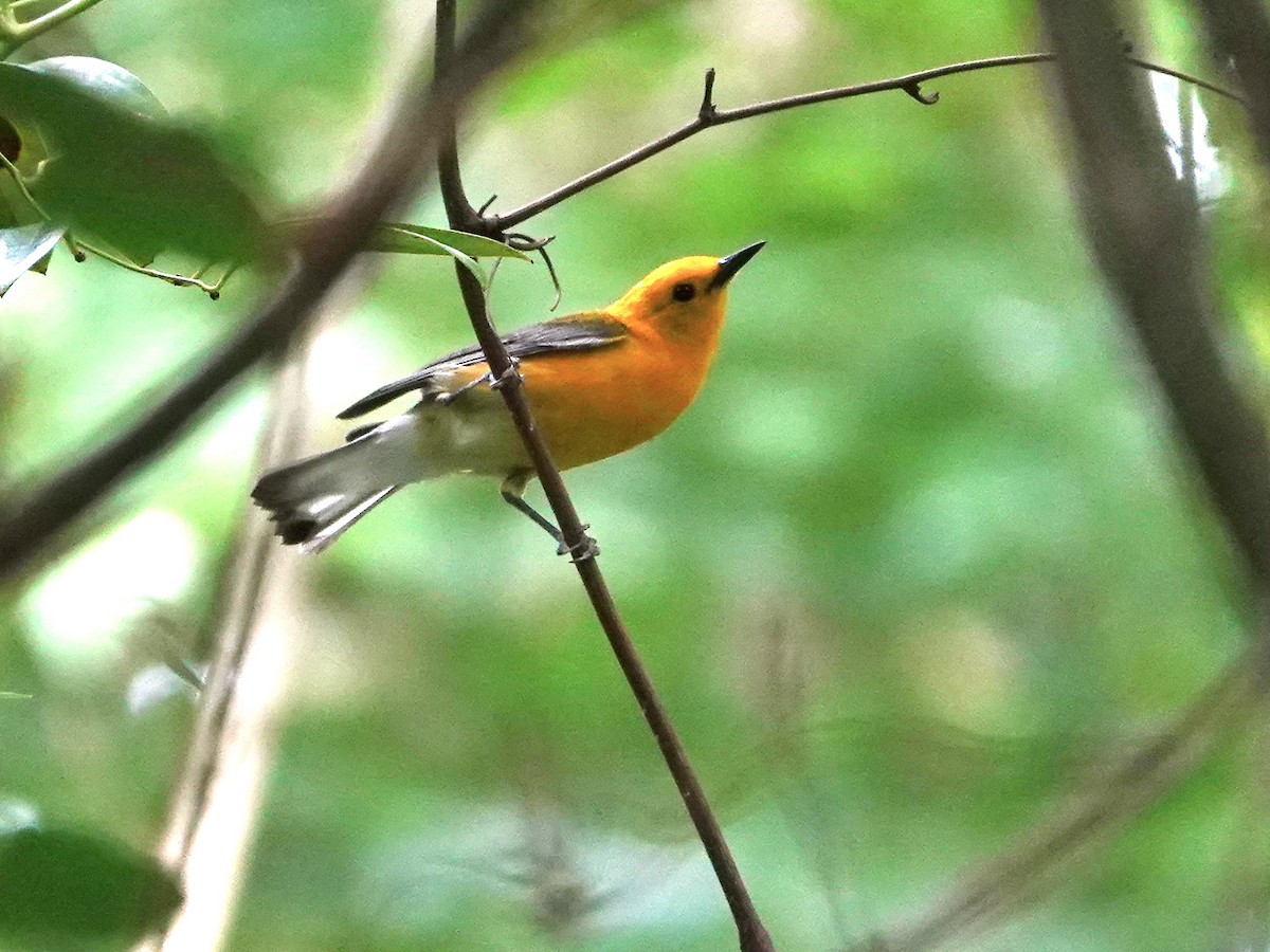 Prothonotary Warbler - ML620357127