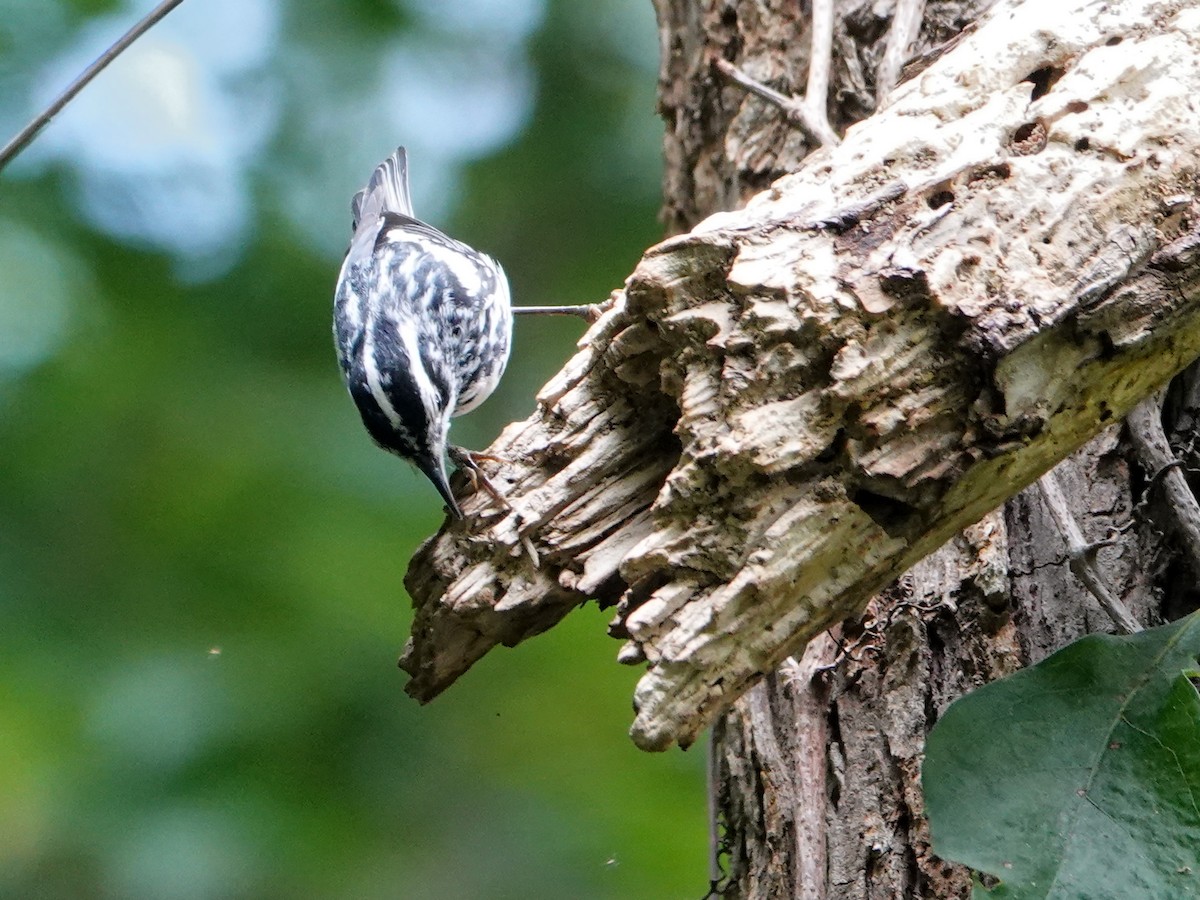 Black-and-white Warbler - ML620357130