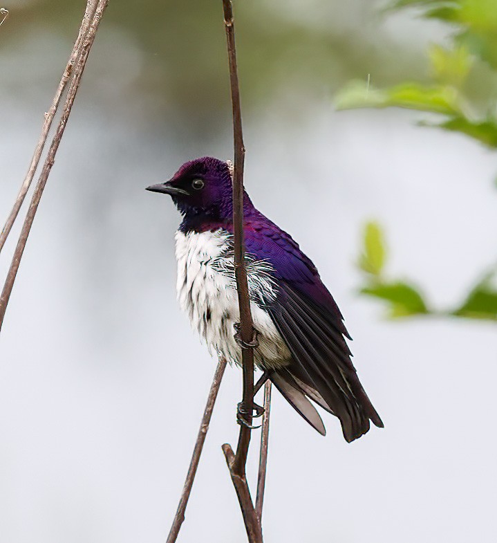 Violet-backed Starling - ML620357134