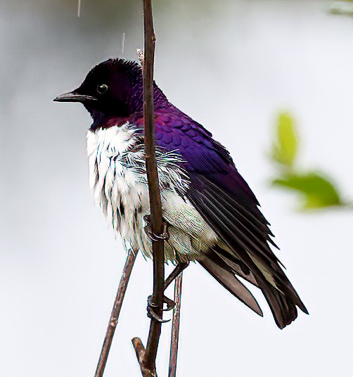 Violet-backed Starling - ML620357135