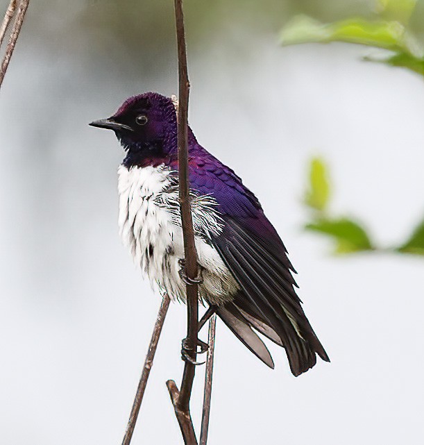Violet-backed Starling - ML620357136