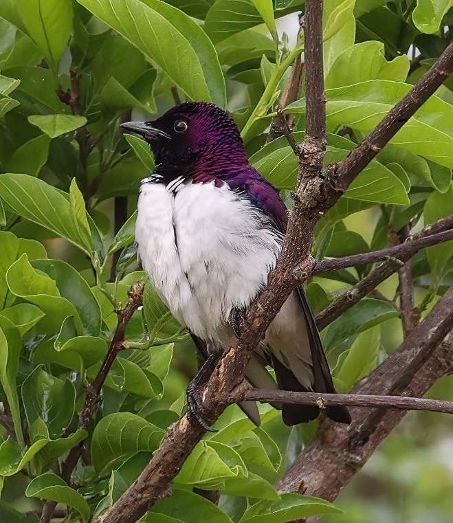Violet-backed Starling - ML620357137
