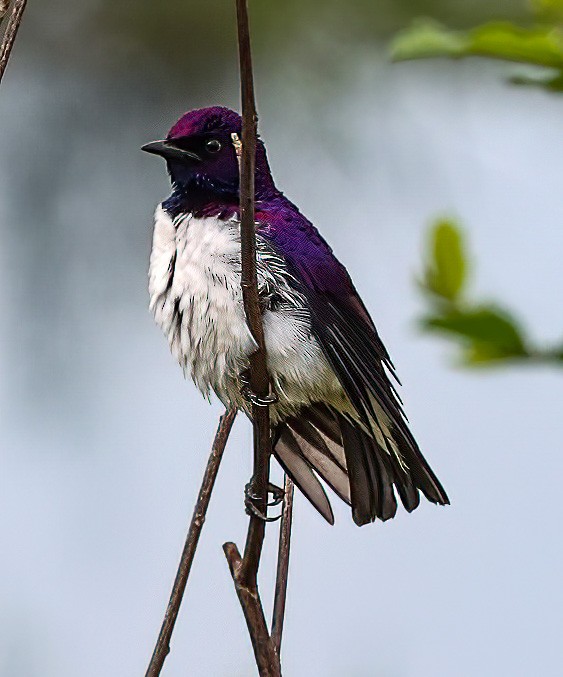 Violet-backed Starling - ML620357138
