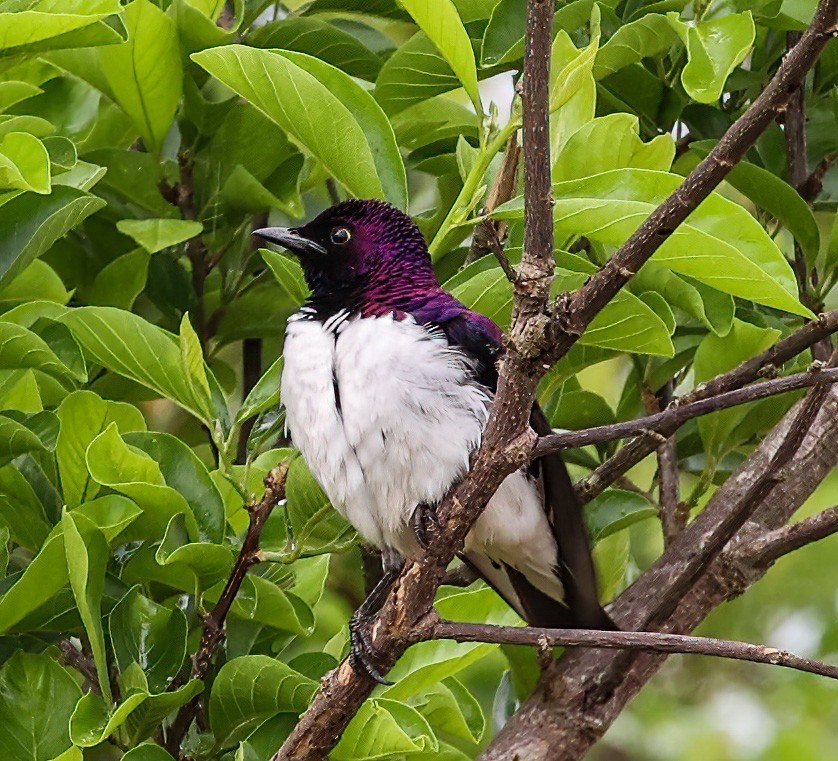 Violet-backed Starling - ML620357139