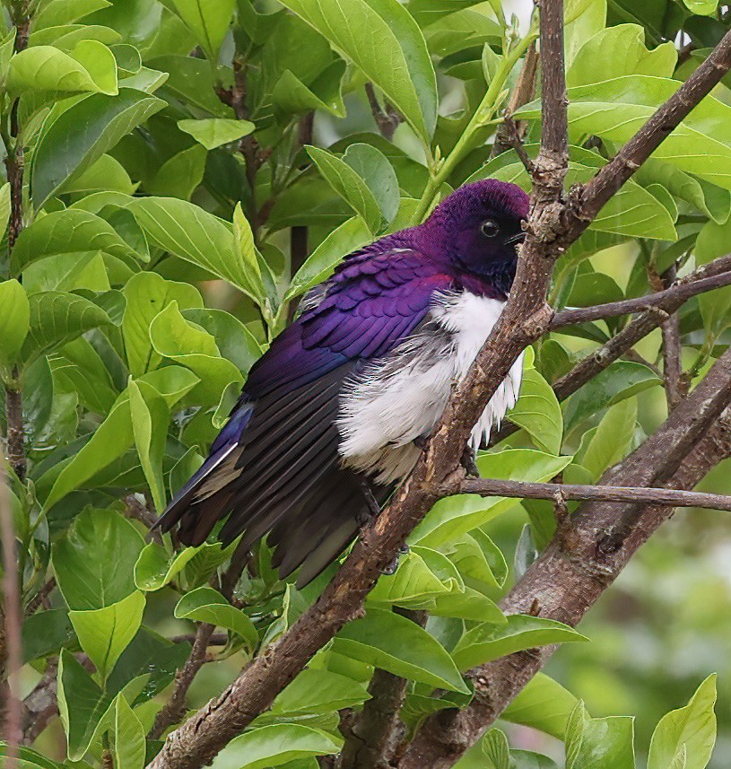 Violet-backed Starling - ML620357140