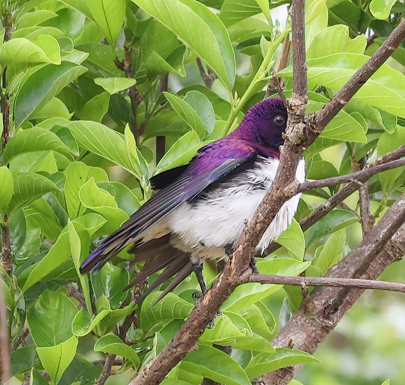 Violet-backed Starling - ML620357141