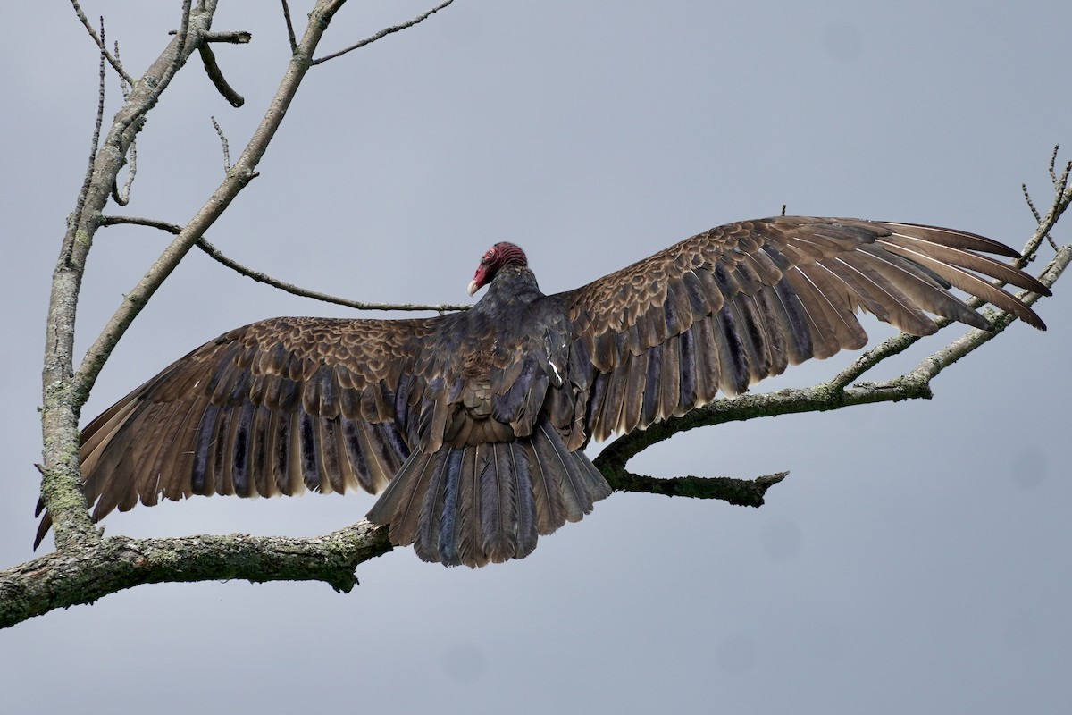 Turkey Vulture - ML620357143