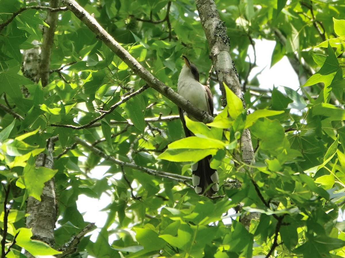 Yellow-billed Cuckoo - ML620357148