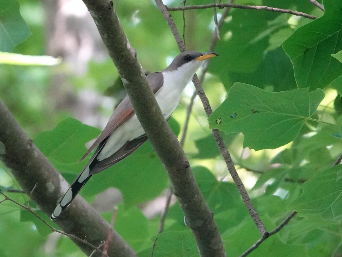 Yellow-billed Cuckoo - ML620357153