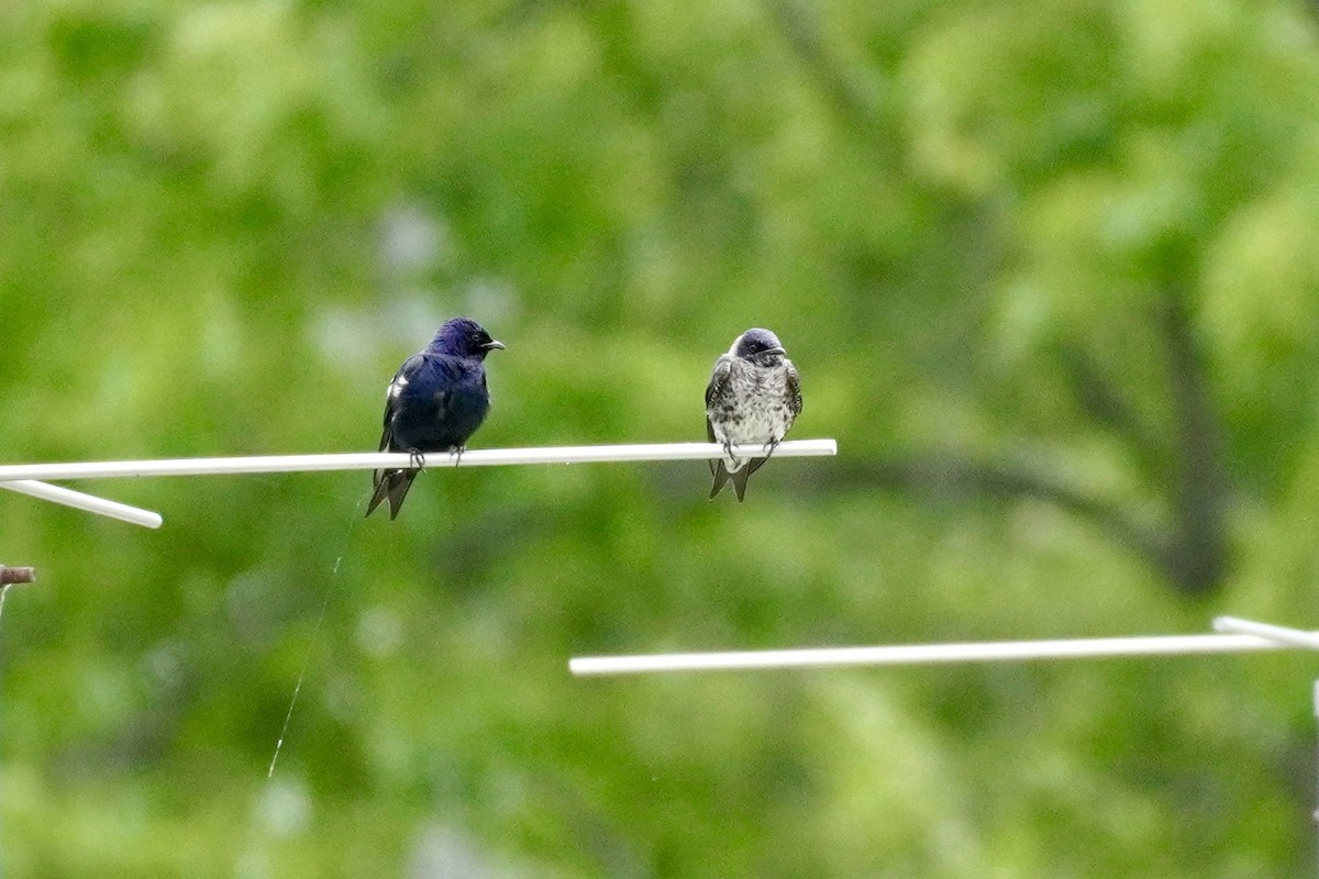 Purple Martin - ML620357166