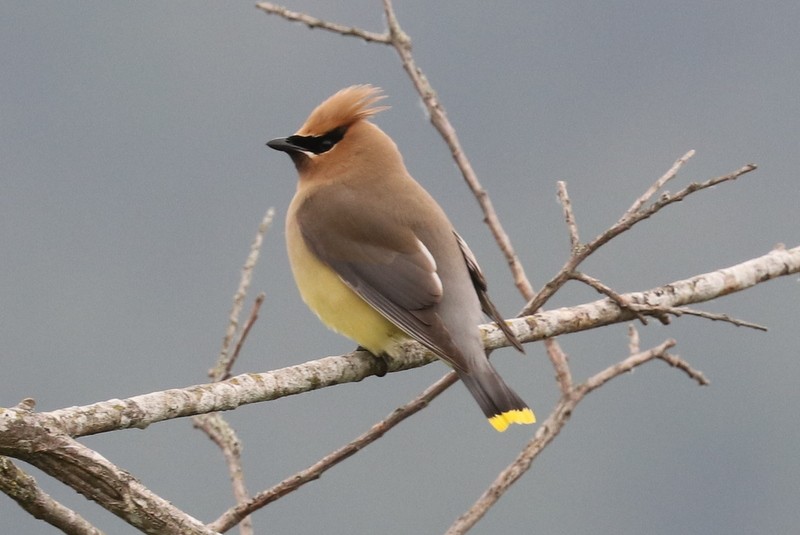 Cedar Waxwing - ML620357195