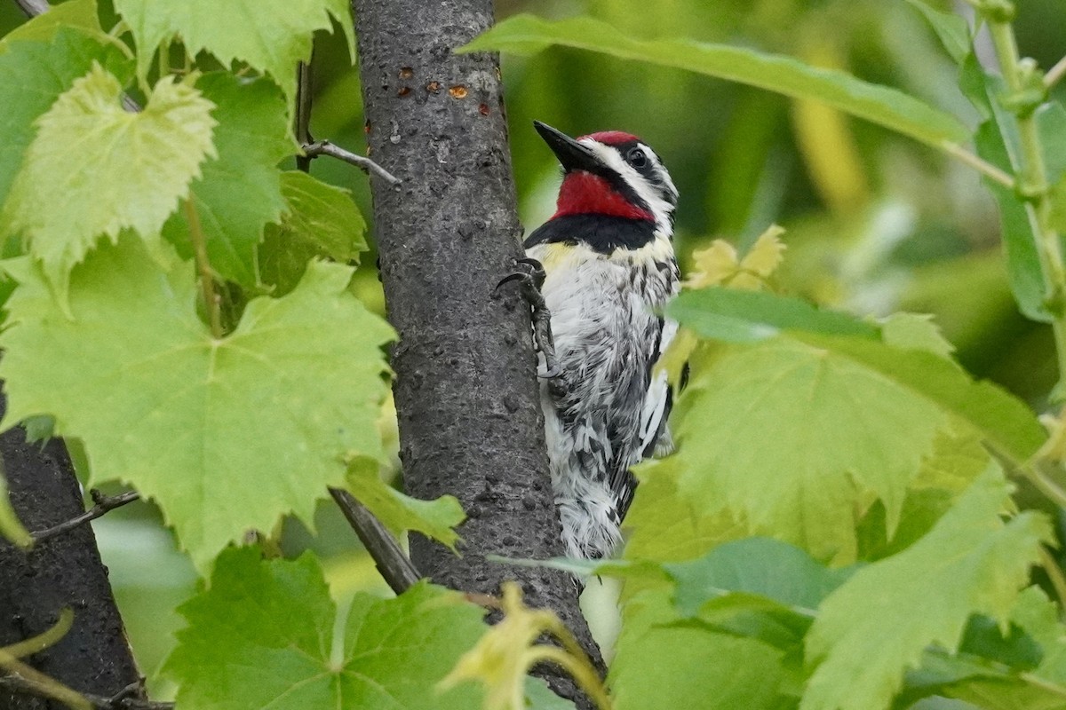 Yellow-bellied Sapsucker - ML620357196