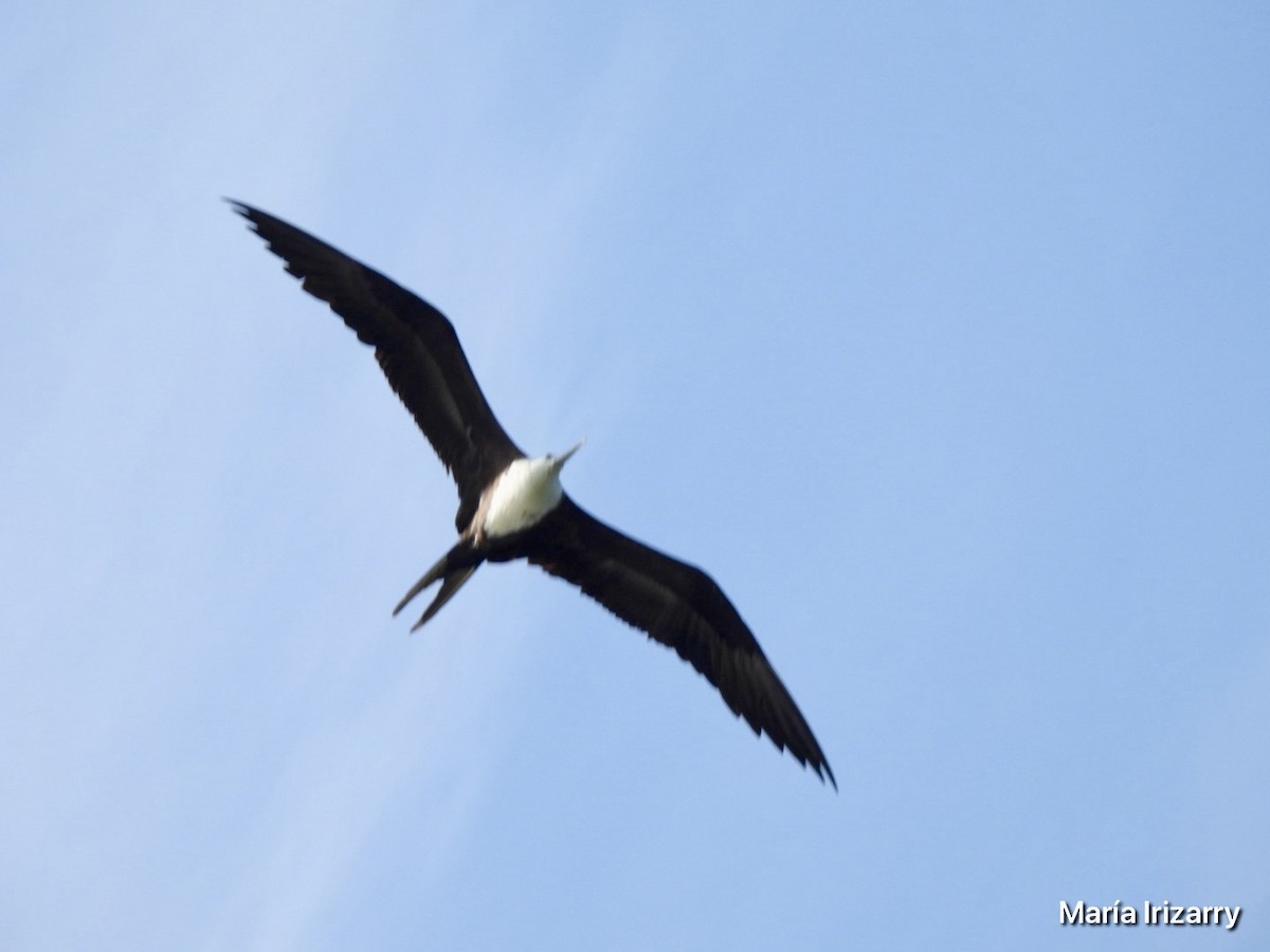 Magnificent Frigatebird - ML620357200