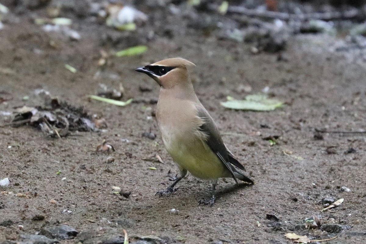 Cedar Waxwing - ML620357201