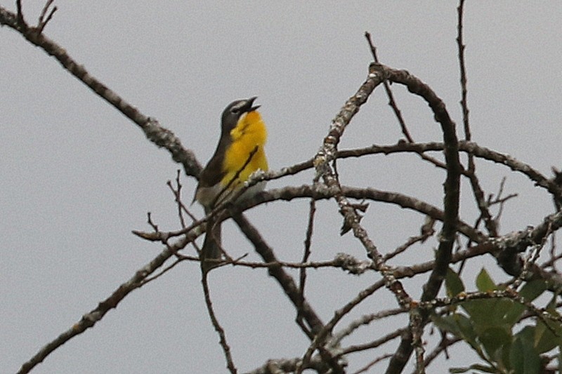 Yellow-breasted Chat - ML620357205