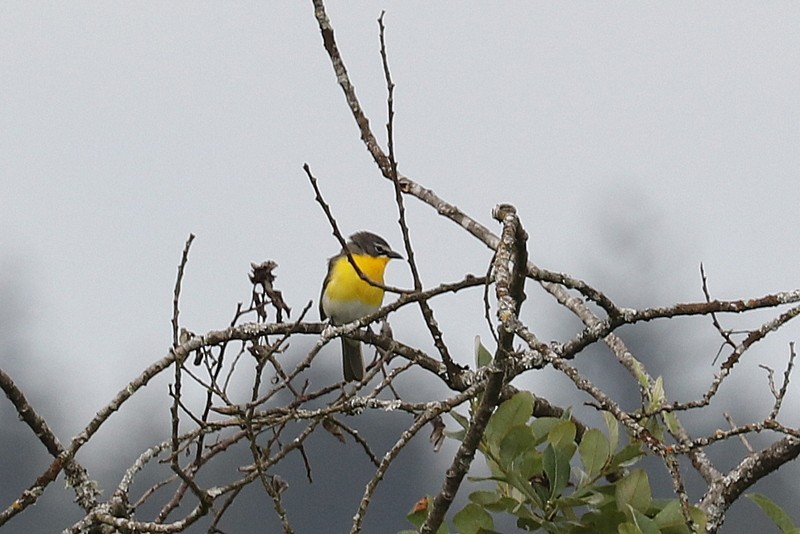 Yellow-breasted Chat - ML620357206