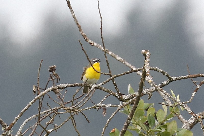 Yellow-breasted Chat - ML620357207