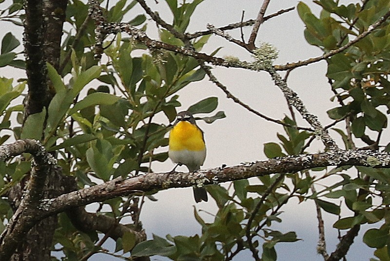 Yellow-breasted Chat - ML620357208