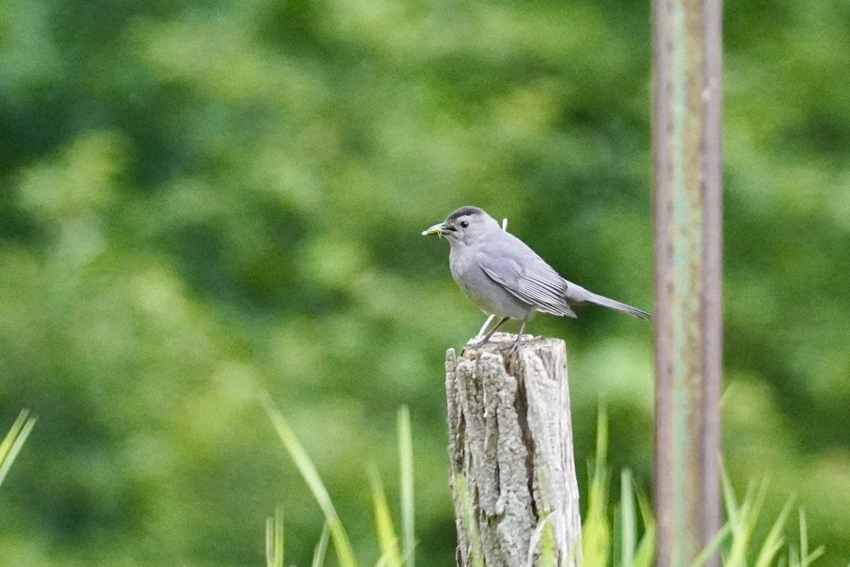 Gray Catbird - ML620357223