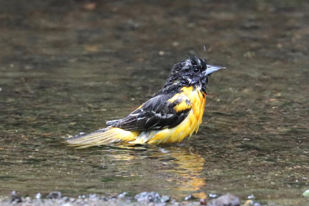 Baltimore Oriole - ML620357229